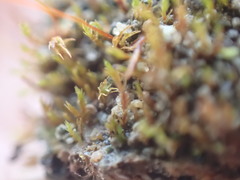 Dicranella rufescens