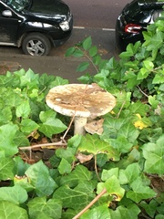 Fungi