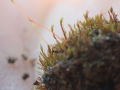 Dicranella rufescens