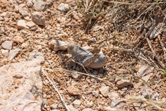 Prionotropis hystrix