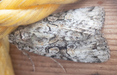 Anaplectoides pressus