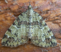 Hydriomena speciosata