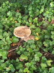 Fungi