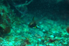 Pempheris multiradiata