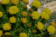 Rhodiola