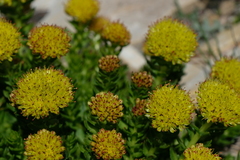 Rhodiola