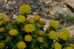 Rhodiola