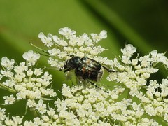 Trichiotinus affinis