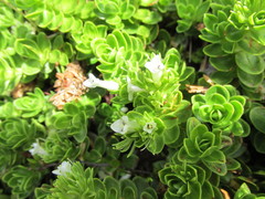 Veronica macrocalyx macrocalyx