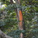 Cystofilobasidium macerans