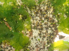 Dodecaceria fewkesi
