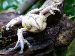 Bokermannohyla circumdata