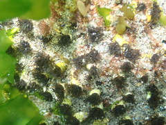 Dodecaceria fewkesi