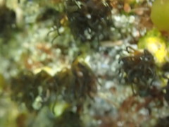 Dodecaceria fewkesi