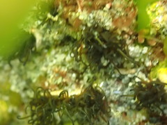 Dodecaceria fewkesi