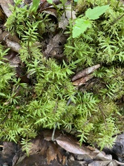 Hylocomium splendens image