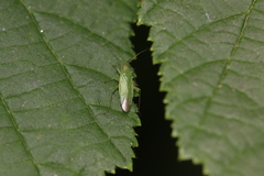 Orthotylus marginalis