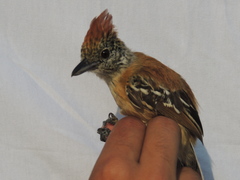 Sakesphorus canadensis