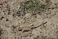 Phrynocephalus theobaldi