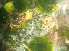 Dodecaceria fewkesi