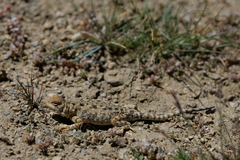 Phrynocephalus theobaldi