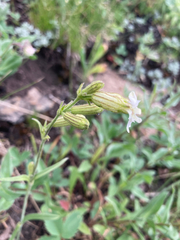 Silene parryi