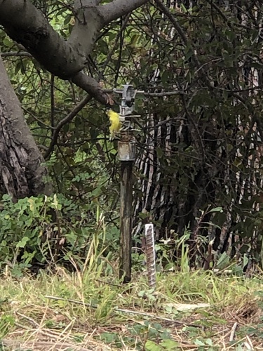 photo of Lesser Goldfinch (Spinus psaltria)