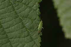 Orthotylus marginalis