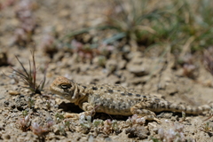 Phrynocephalus theobaldi