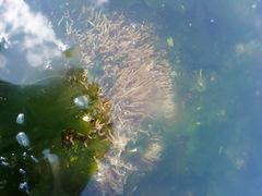 Spiochaetopterus costarum