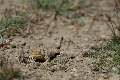 Phrynocephalus theobaldi