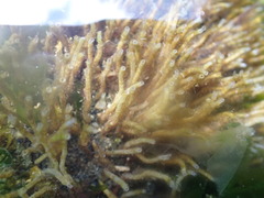 Spiochaetopterus costarum