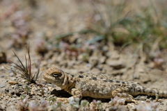 Phrynocephalus theobaldi