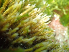 Spiochaetopterus costarum