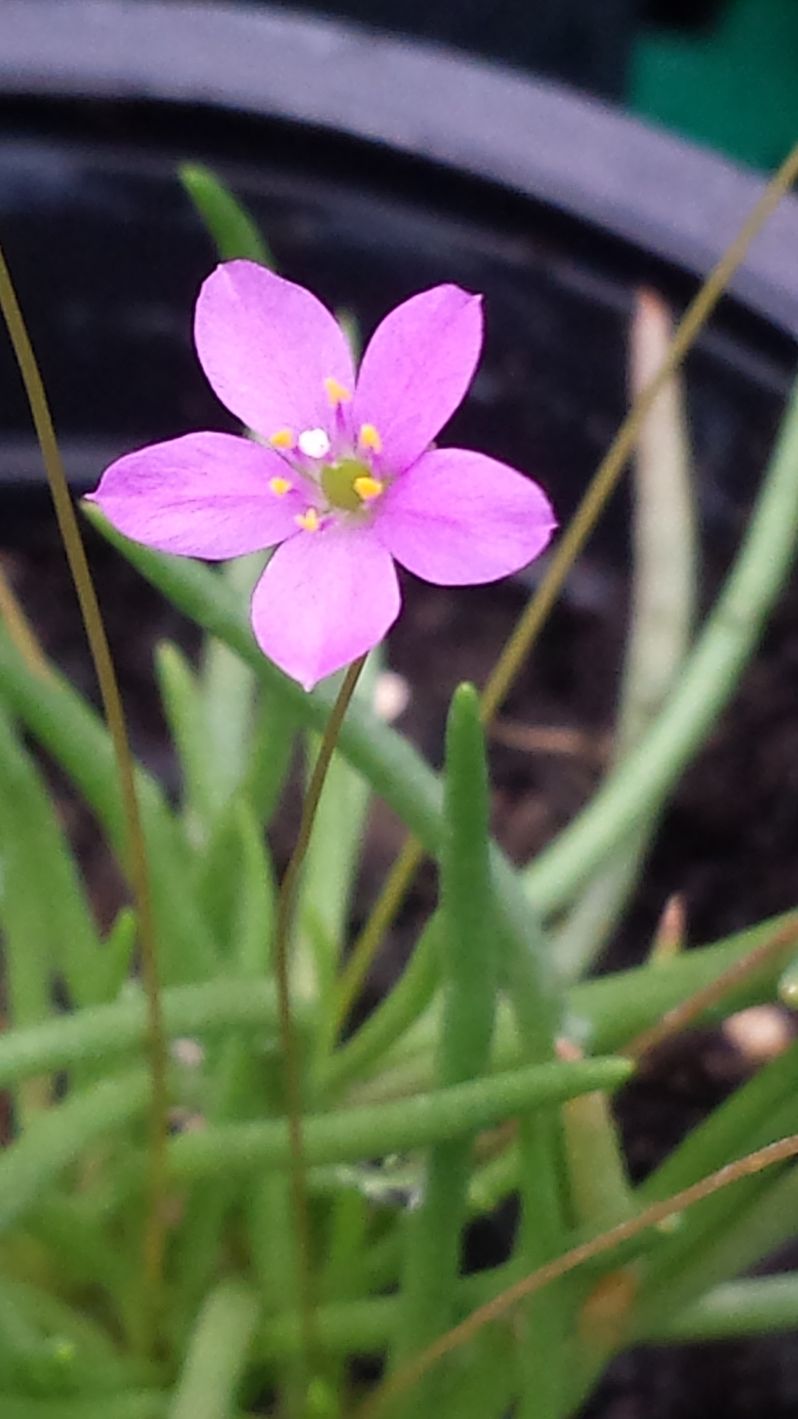 Phemeranthus parviflorus