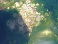 Spiochaetopterus costarum