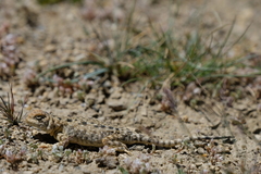 Phrynocephalus theobaldi