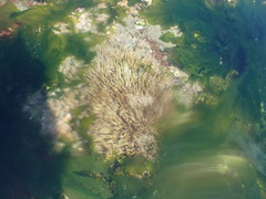 Spiochaetopterus costarum