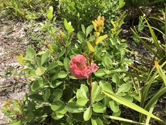 Exobasidium ferrugineae