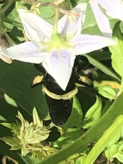 Bombus pensylvanicus