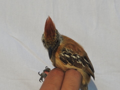 Sakesphorus canadensis