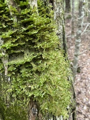 Neckera pennata image