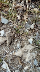 Canis lupus italicus