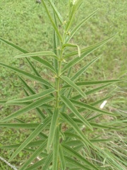 Asclepias hirtella