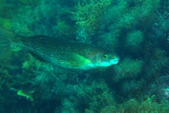 Olisthops cyanomelas