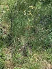 Festuca thurberi