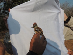 Sakesphorus canadensis