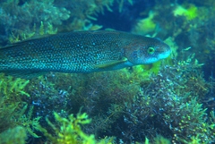 Olisthops cyanomelas