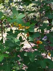 Crotalaria longirostrata