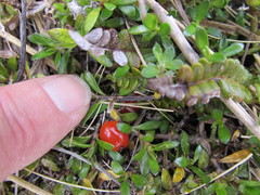 Coprosma perpusilla perpusilla